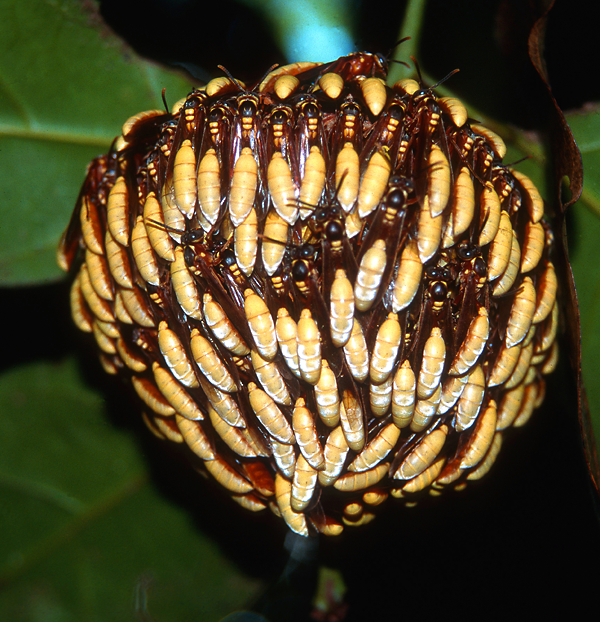 A colony of paperwasps, Apoica pallens